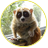 lemur